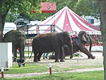 Elephants at Circus World Museum at Baraboo.